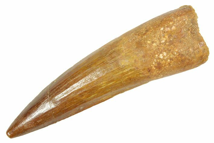 Fossil Spinosaurus Tooth - Real Dinosaur Tooth #363053